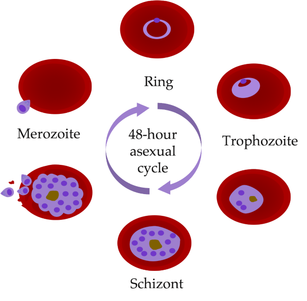 asexual cycle of malaria parasite